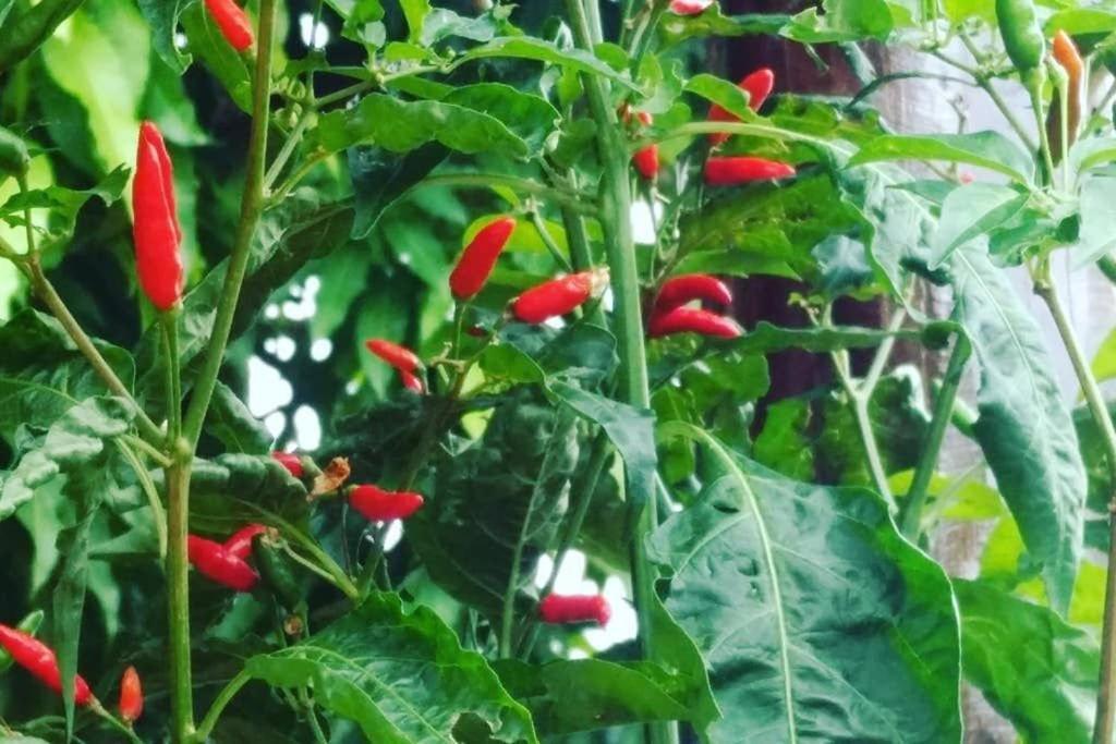 Condominio Shambala Piri Pirenópolis المظهر الخارجي الصورة